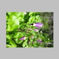 16July2014 VistaRidgeTrail 030.jpg